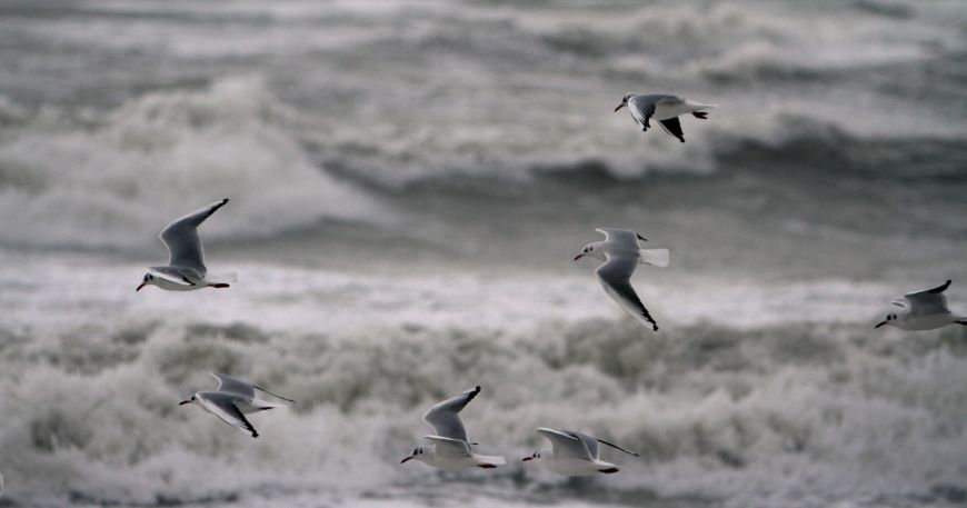 A photograph of birds flying across a beach; the image is in greyscale, which means it is made up entirely of shades of grey.