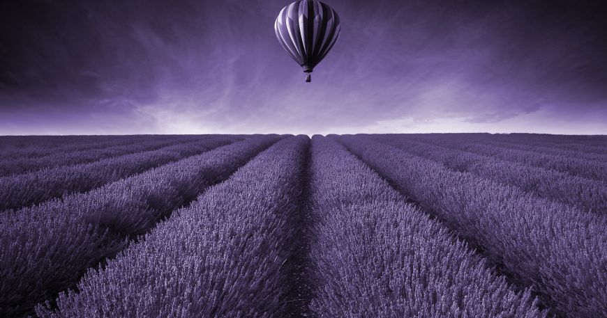 A monochrome image of a hot air balloon over a field of lavender at sunset; the image is made up entirely of different shades of purple.