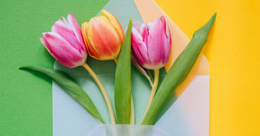 A translucent envelope containing three tulips on a green and yellow background. The translucent material means the background colours can be seen but are not 100% clear.