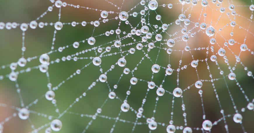 Beads of water that have formed on a spider's web; the cohesive strength of the water allows it to hold together in these bead shapes.