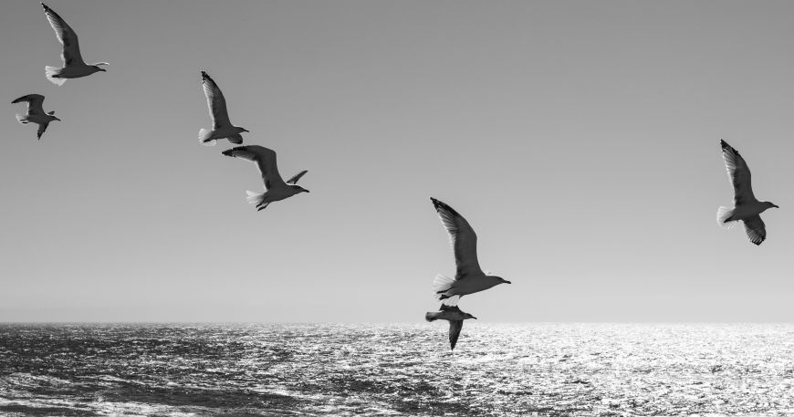 A black and white photograph of birds in flight over the sea.